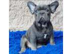 French Bulldog Puppies Available For Rehoming