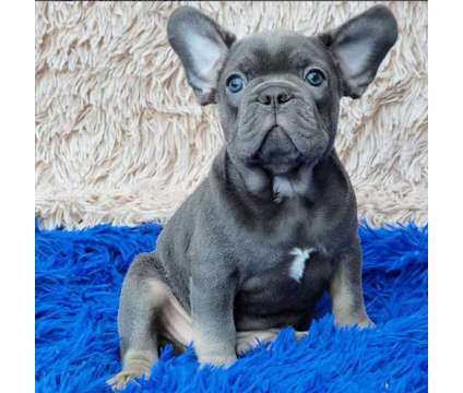 French Bulldog Puppies Available For Rehoming is a free Free Stuff in Los Angeles CA
