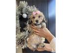 Maltipoo Puppies