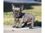 dgjdfhg French bulldog Puppies Needs a New Family