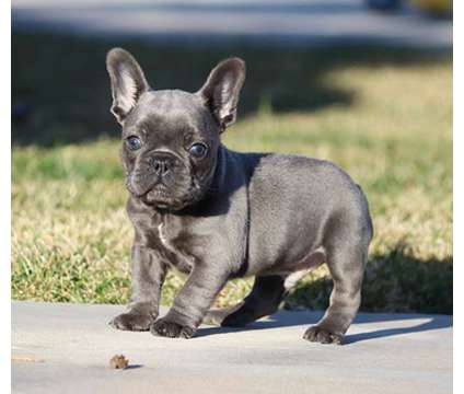 dgjdfhg French bulldog Puppies Needs a New Family is a free Free Stuff in Los Angeles CA