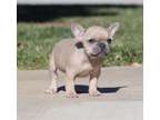 fghfsdf French bulldog Puppies Needs a New Family