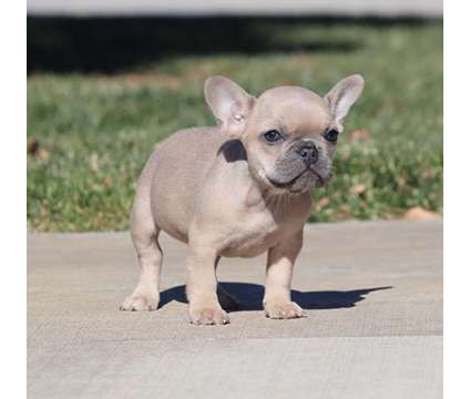 fghfsdf French bulldog Puppies Needs a New Family is a free Free Stuff in Atlanta GA