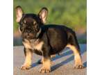 fghfsdf French bulldog Puppies Needs a New Family