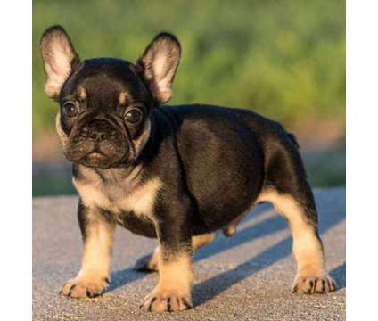 fghfsdf French bulldog Puppies Needs a New Family is a free Free Stuff in Savannah GA