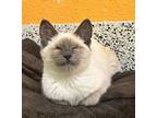Hurley, Domestic Shorthair For Adoption In Fresno, California