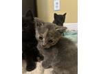 Geneva, Domestic Shorthair For Adoption In The Woodlands, Texas
