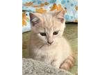 Creme, Domestic Shorthair For Adoption In Franklin, West Virginia