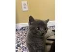 Sterling, Domestic Shorthair For Adoption In The Woodlands, Texas