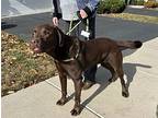 Coco, Labrador Retriever For Adoption In Warrington, Pennsylvania