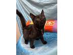 Shadow, Turkish Angora For Adoption In Calimesa, California