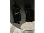 Nadine, Domestic Shorthair For Adoption In Harleysville, Pennsylvania