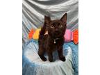 Panther, Turkish Angora For Adoption In Calimesa, California