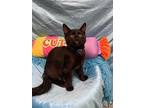 Felix, Turkish Angora For Adoption In Calimesa, California