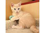 Truffle24, Domestic Shorthair For Adoption In Youngsville, North Carolina