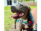 Penny, American Staffordshire Terrier For Adoption In Fort Myers, Florida