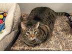 Finnegan, Domestic Shorthair For Adoption In Lincoln, Nebraska