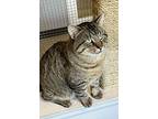 Benny, Domestic Shorthair For Adoption In Lincoln, Nebraska