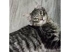 Rocco, Domestic Shorthair For Adoption In Phoenix, Arizona