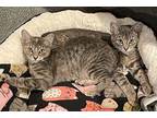 Anha, Domestic Shorthair For Adoption In Lincoln, Nebraska