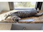 Matty, Domestic Shorthair For Adoption In Lincoln, Nebraska