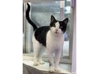 Jordan, Domestic Shorthair For Adoption In Faribault, Minnesota