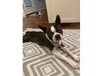 Benson, Boston Terrier For Adoption In Plano, Texas