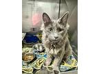 Wolverine, Domestic Mediumhair For Adoption In Dearborn, Michigan