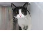 Mitochondria, Domestic Shorthair For Adoption In Dearborn, Michigan