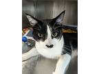 Golgi, Domestic Shorthair For Adoption In Dearborn, Michigan