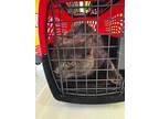 Jabba, Domestic Longhair For Adoption In Dearborn, Michigan