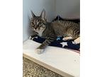 Blanco, Domestic Shorthair For Adoption In Dearborn, Michigan
