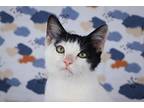Trash Panda, Domestic Shorthair For Adoption In Lewisburg, Tennessee