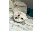Scooby Snacks, Domestic Shorthair For Adoption In Dearborn, Michigan