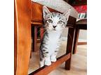 Copycat, Domestic Shorthair For Adoption In Warren, Connecticut