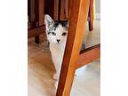Xerox, Domestic Shorthair For Adoption In Warren, Connecticut