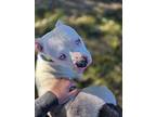 Elsa, Terrier (unknown Type, Medium) For Adoption In St Louis, Missouri