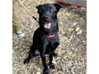 Chase 2, Labrador Retriever For Adoption In Canton, Connecticut