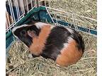 Forrest, Guinea Pig For Adoption In Aurora, Illinois