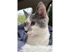 Kitten Wynona, Domestic Shorthair For Adoption In Franklin, Tennessee