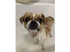 Mila, Jack Russell Terrier For Adoption In Edgar, Wisconsin
