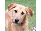 Yammy, Wirehaired Pointing Griffon For Adoption In Guntersville, Alabama