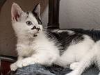 Finnian, Domestic Mediumhair For Adoption In Mira Loma, California