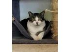 Pawlie & Miss Crys Offered By Owner -in/out Pair, Domestic Shorthair For