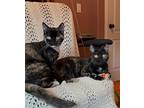 Piper & Riley - Offered By Owner - Kitten Sisters, Domestic Shorthair For