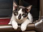 Catalina, Domestic Shorthair For Adoption In Mira Loma, California