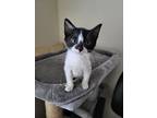 Scully T, Domestic Shorthair For Adoption In Rosenberg, Texas