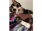 Dilly, Domestic Shorthair For Adoption In Columbus, Ohio