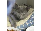 Massasoit Family, Domestic Shorthair For Adoption In Brockton, Massachusetts