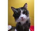 Babs, Domestic Shorthair For Adoption In Sioux Falls, South Dakota